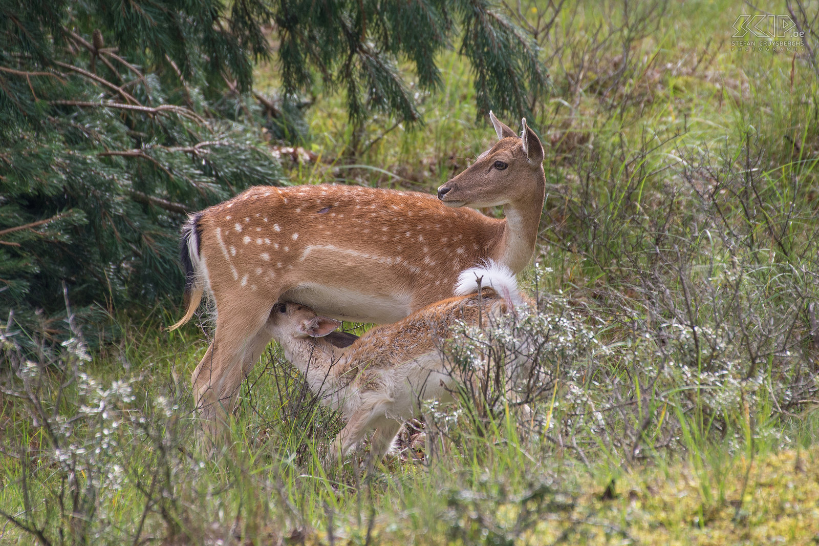 Amsterdamse Waterleidingduinen - Damhert met jong De Amsterdamse Waterleidingduinen is een prachtig natuurgebied in de provincie Noord-Holland in Nederland. Het is een duinengebied met veel water kanalen. Het heeft de grootste populatie damherten in Nederland. Er wordt geschat dat er 3000 damherten leven. Er zijn ook vossen, waarvan sommige van hen gewend zijn aan mensen, reeën en vele vogels.  Stefan Cruysberghs